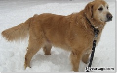 Beemer loves the snow