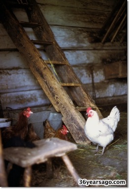 Chickens in the hen house