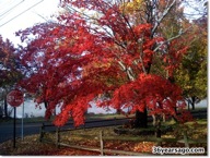 Fall foliage