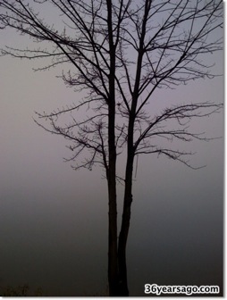 Foggy tree