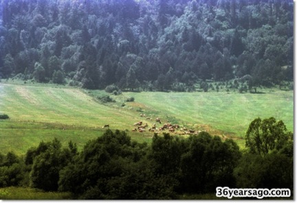 Grazing sheep on rolling hills