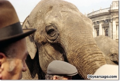 Oktoberfest elephants at the Hofburg