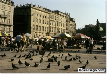 Pigeons in Krakow