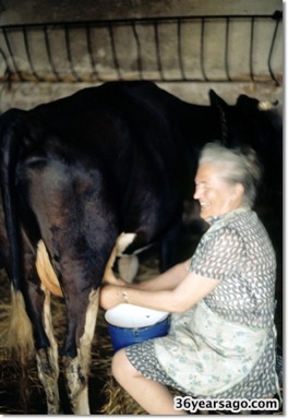 Teta K milking a cow